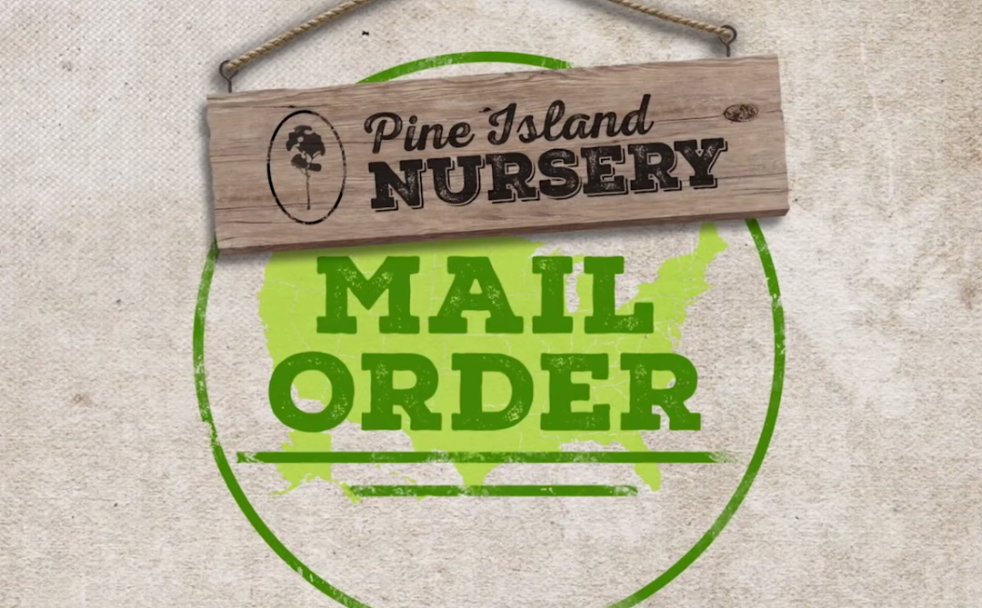 Pine Island Nursery – Mail Order