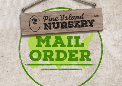 Pine Island Nursery – Mail Order